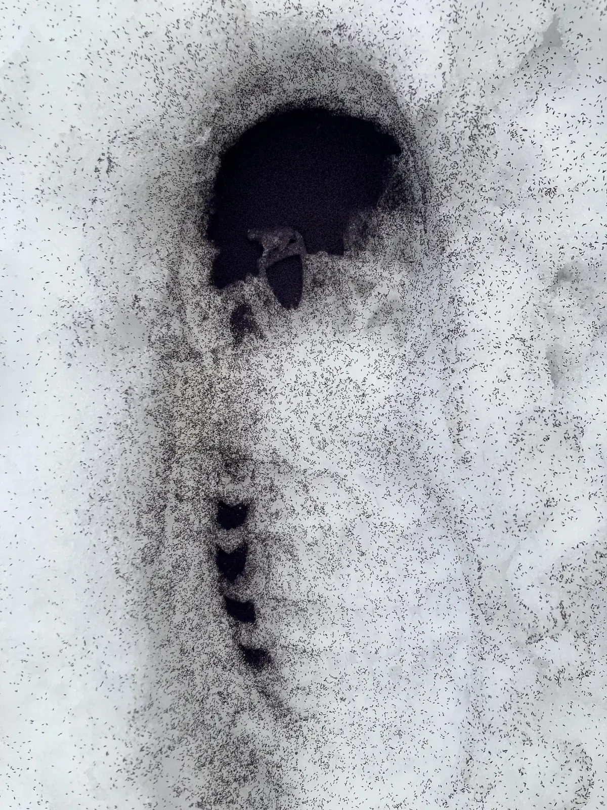 Thousands of tiny dark springtails packed into a footprint in snow, like spilled pepper