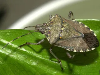 Adult brown marmorated stink bug with banded antennae and banded body edges on a leaf