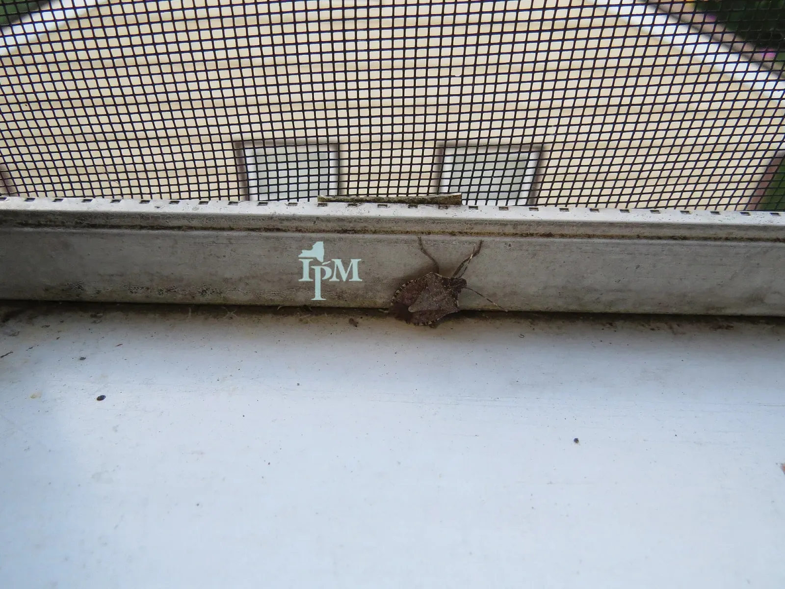 A brown marmorated stink bug on a windowsill below a window screen