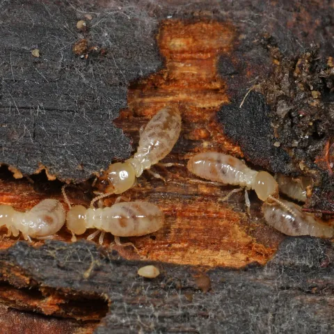 Subterranean termite workers
