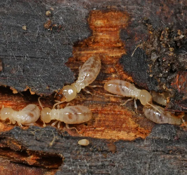Termites