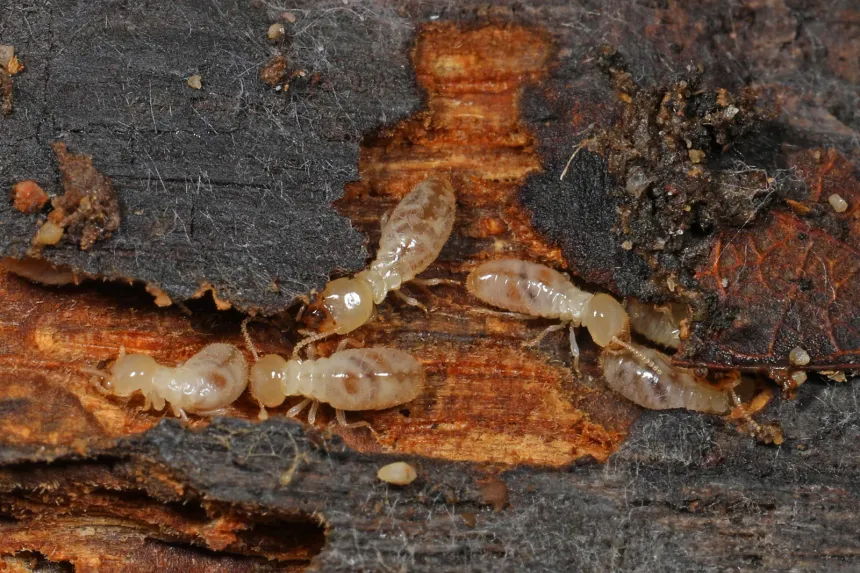 Eastern subterranean termite workers, soft and creamy white, in damp wood