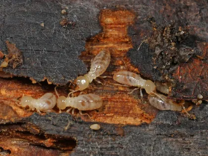 Eastern subterranean termite workers, soft and creamy white, in damp wood