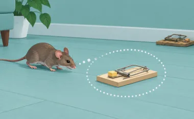 Illustration: cautious mouse stopping at a distance from a brand-new trap placed in its path, sniffing, with a thought-bubble style dotted arc around the trap; a familiar unset trap in the background along the wall.