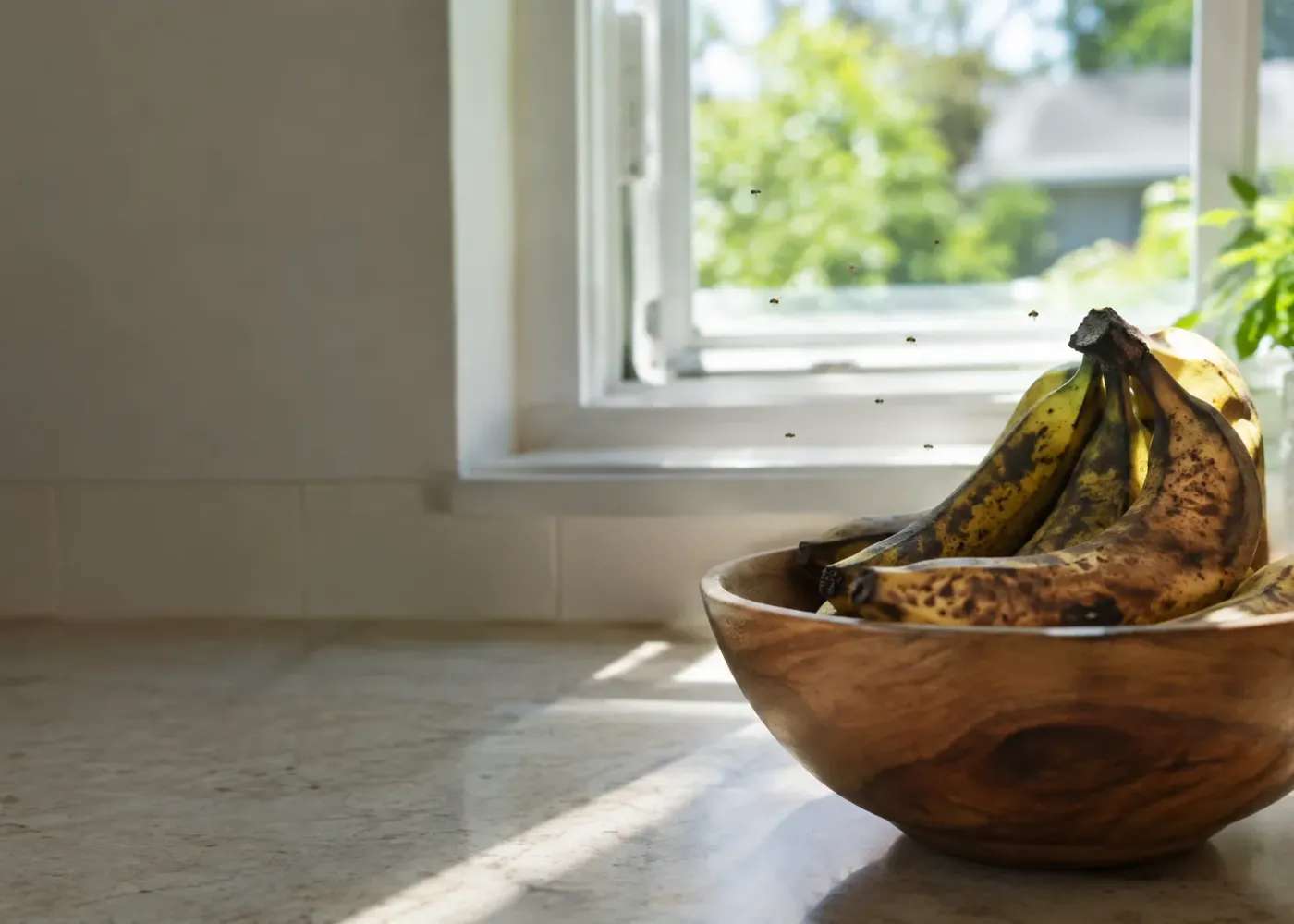 Fruit flies over ripe bananas on a sunny kitchen counter