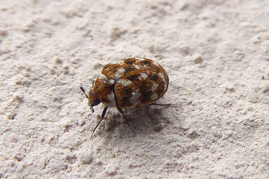 A tiny round varied carpet beetle with a mottled brown, white and yellow pattern on a pale wall