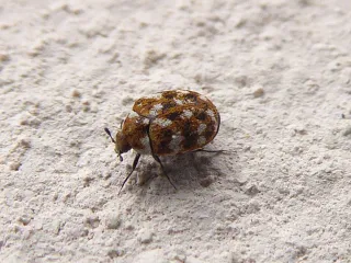 Photo: Syrio, CC BY-SA 4.0, via Wikimedia Commons A tiny round varied carpet beetle with a mottled brown, white and yellow pattern on a pale wall