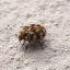 A varied carpet beetle