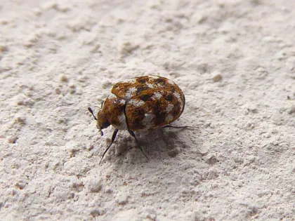 A tiny round varied carpet beetle with a mottled brown, white and yellow pattern on a pale wall