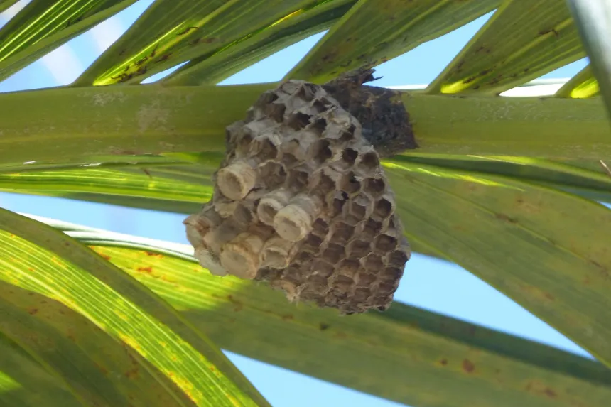 Paper wasp nest: an open gray paper comb hanging under a leaf