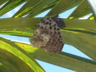 Photo: gailhampshire from Cradley, Malvern, U.K, CC BY 2.0, via Wikimedia Commons Paper wasp nest: an open gray paper comb hanging under a leaf
