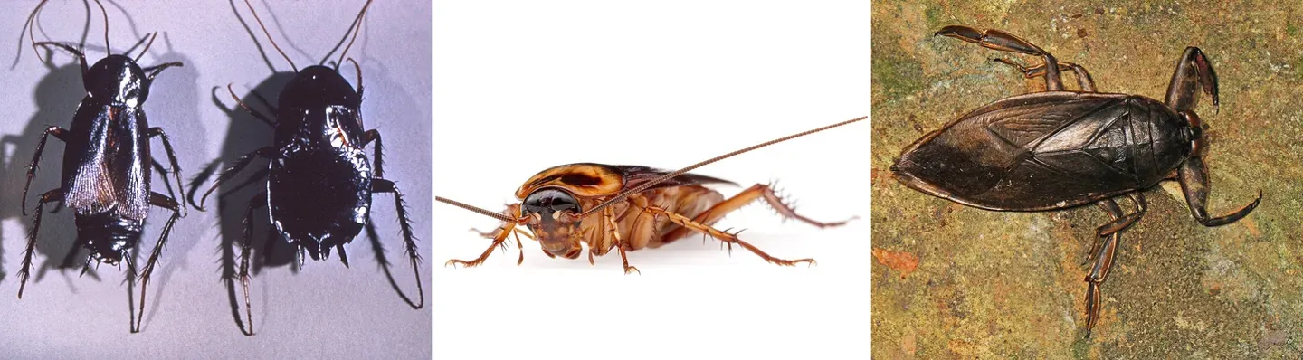 Three real photos side by side: two shiny, nearly black oriental cockroaches; a reddish-brown American cockroach with very long antennae; and a flat, brown giant water bug with thick, pincer-like front legs