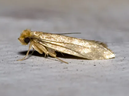 A small golden-tan webbing clothes moth resting on a gray surface