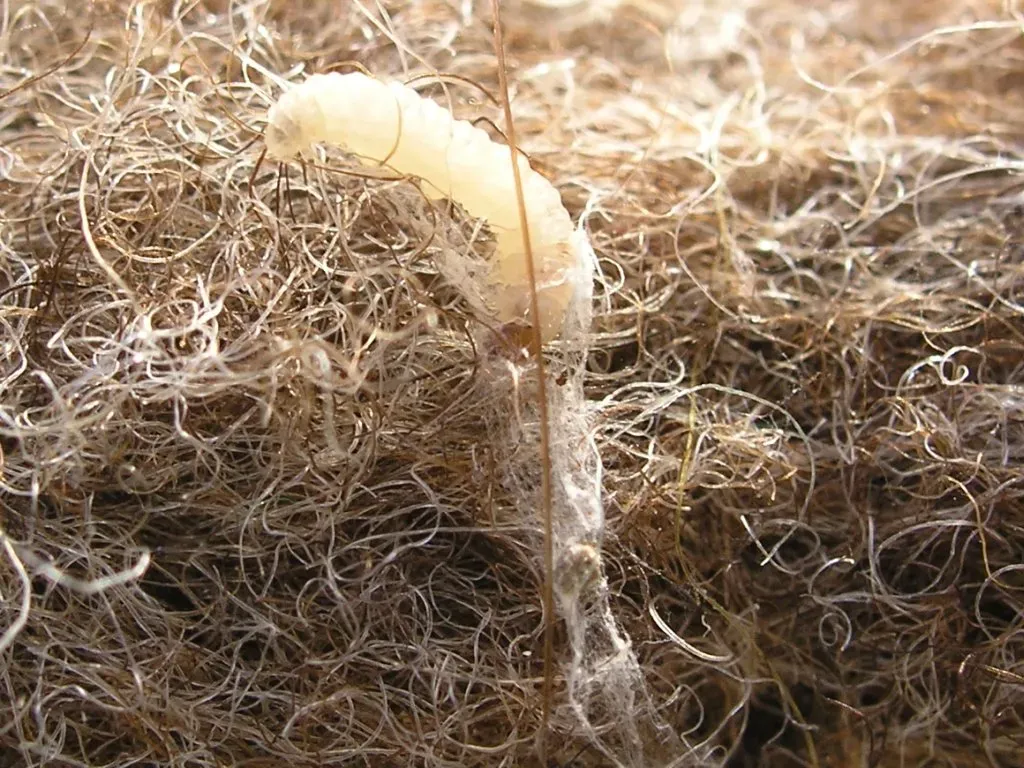 A creamy white clothes moth larva on felt, with silk threads and loose fibers around it