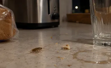 Illustration: a small light brown German cockroach on a kitchen counter at night, next to bread crumbs and a sticky ring left by a glass.