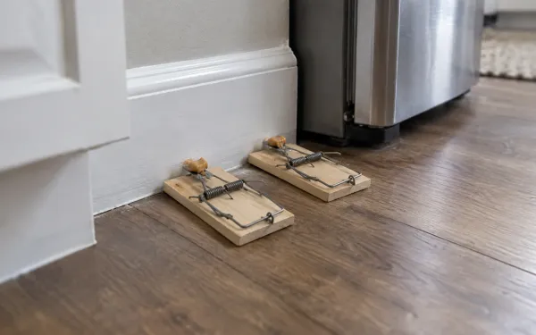 Two wooden snap traps set side by side on a kitchen floor, at a right angle to the baseboard with the baited ends against the wall, next to a refrigerator.