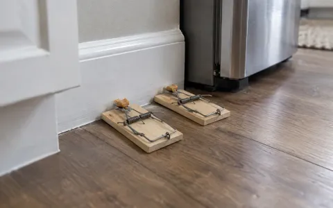 Two wooden snap traps set side by side on a kitchen floor, at a right angle to the baseboard with the baited ends against the wall, next to a refrigerator.