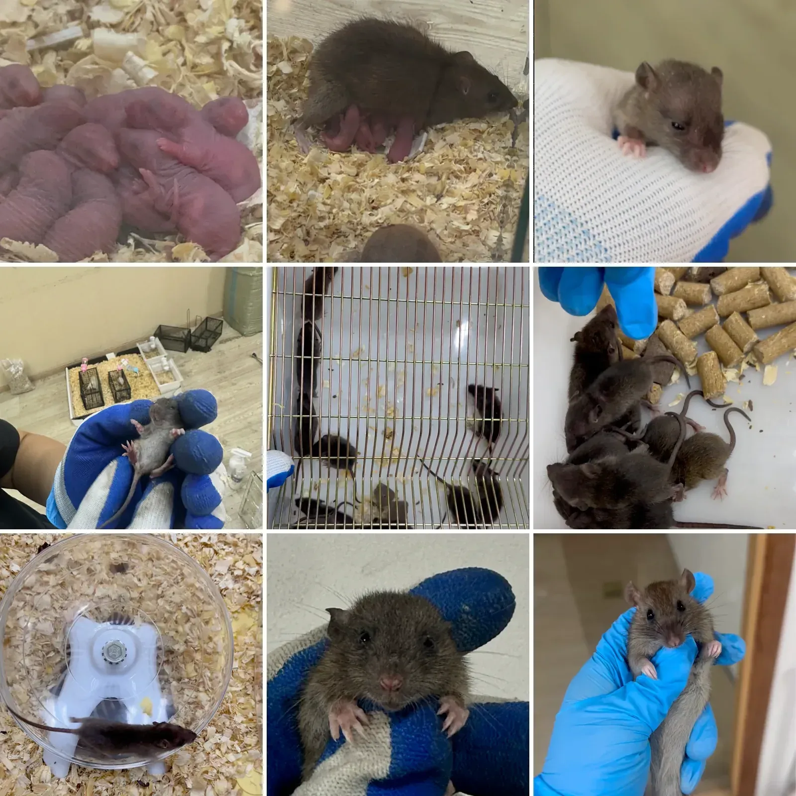 Wild rats raised and observed from newborn pups to adults