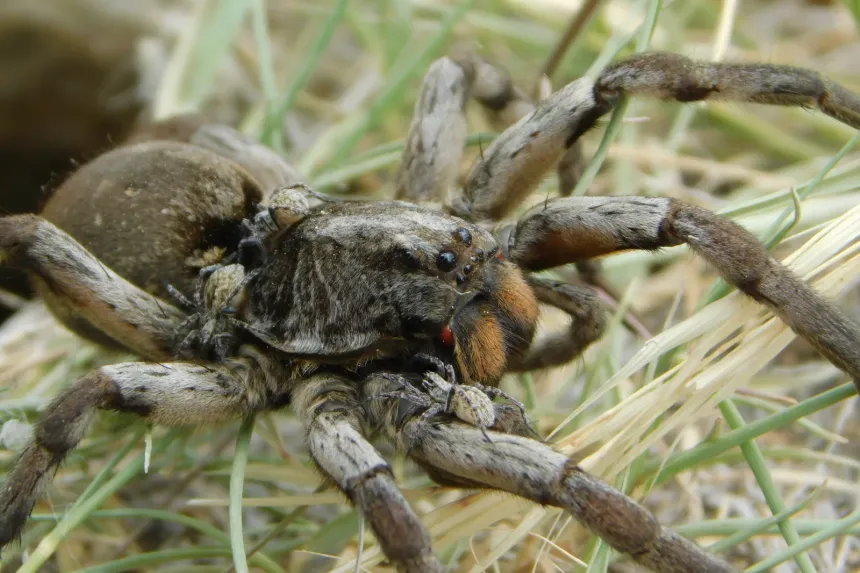 Carolina wolf spider with a hairy, striped brown body in dry grass
