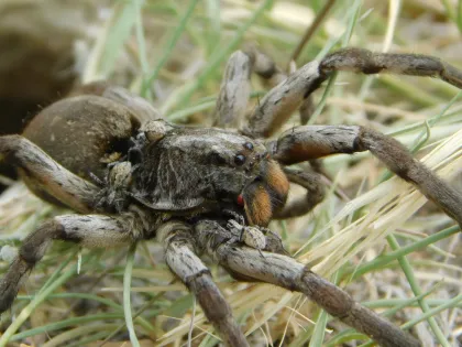 Carolina wolf spider with a hairy, striped brown body in dry grass