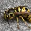 A yellowjacket