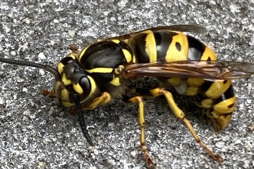 A yellowjacket with bright yellow and black bands standing on pavement