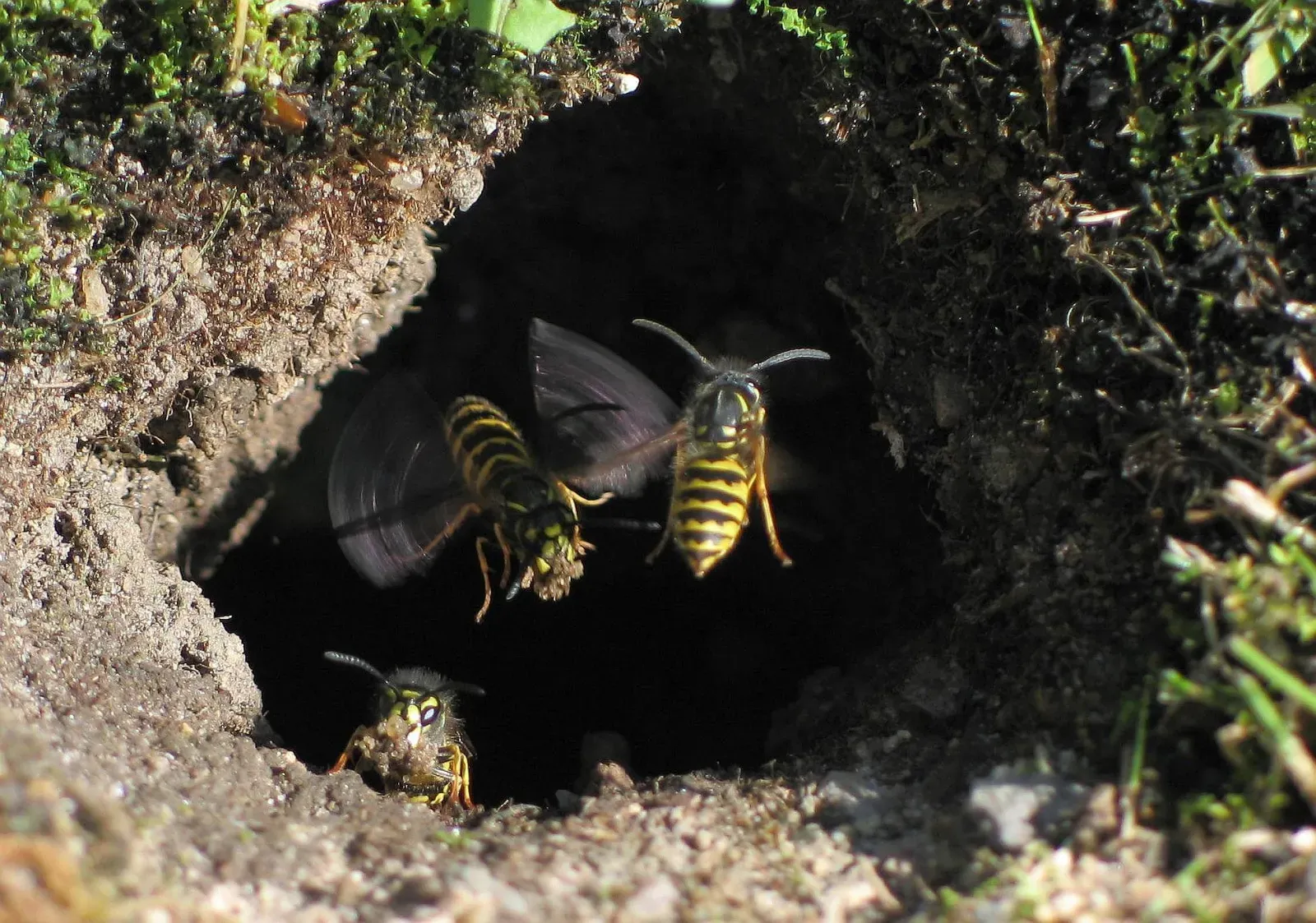 Two yellowjackets flying in and out of a hole in the ground